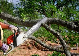 Trusted West Lake Hills, TX  Tree Services Experts