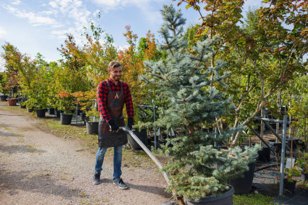 Why Choose Our Tree Removal Services in West Lake Hills, TX?